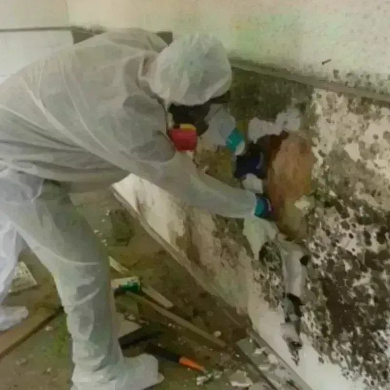 Mold Remediation and Removal in Blaine County, NE